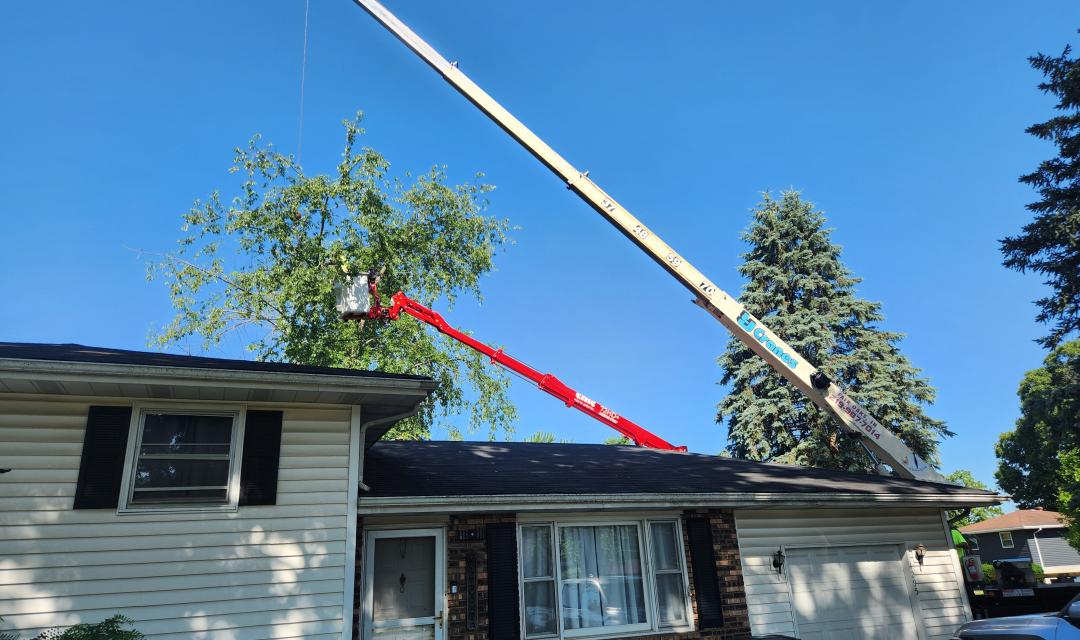 spider lift trees back yard access